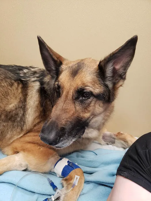 VetMED Emergency & Specialty Veterinary Hospital Picture 9