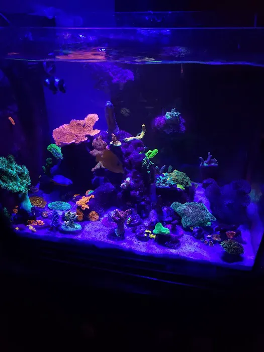 Amazing Aquariums & Reefs Picture 10