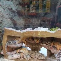 Petco ico