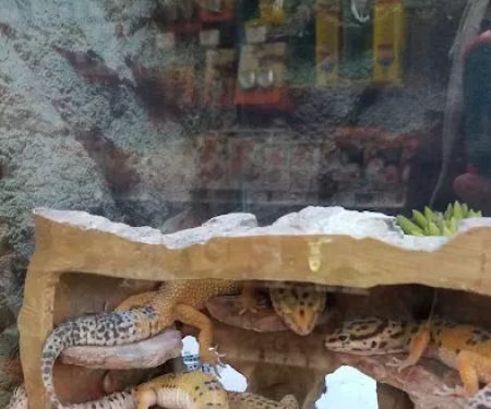 Petco