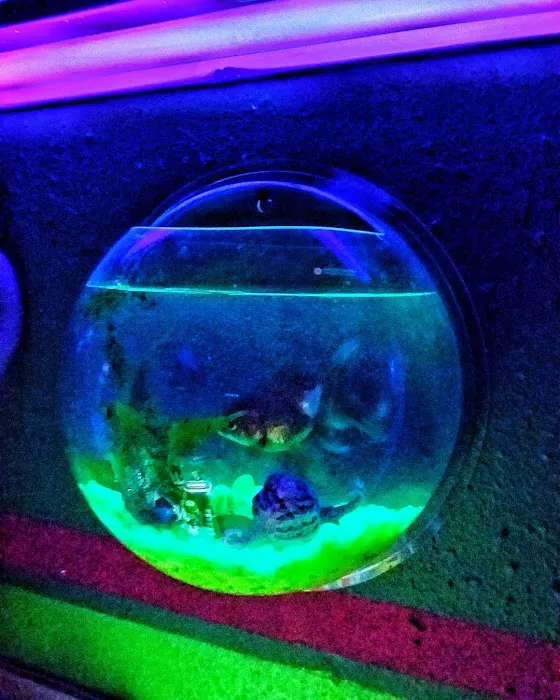 Tropical Fish World Picture 1
