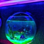 Tropical Fish World