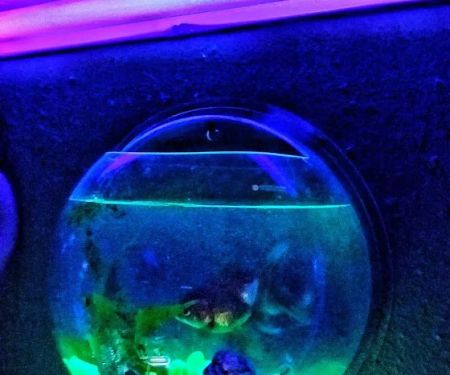 Tropical Fish World