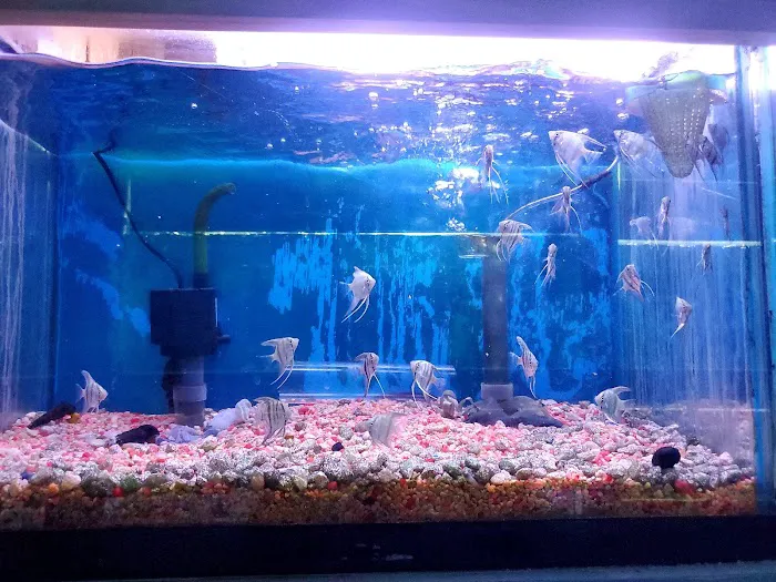 Tropical Fish World Picture 5