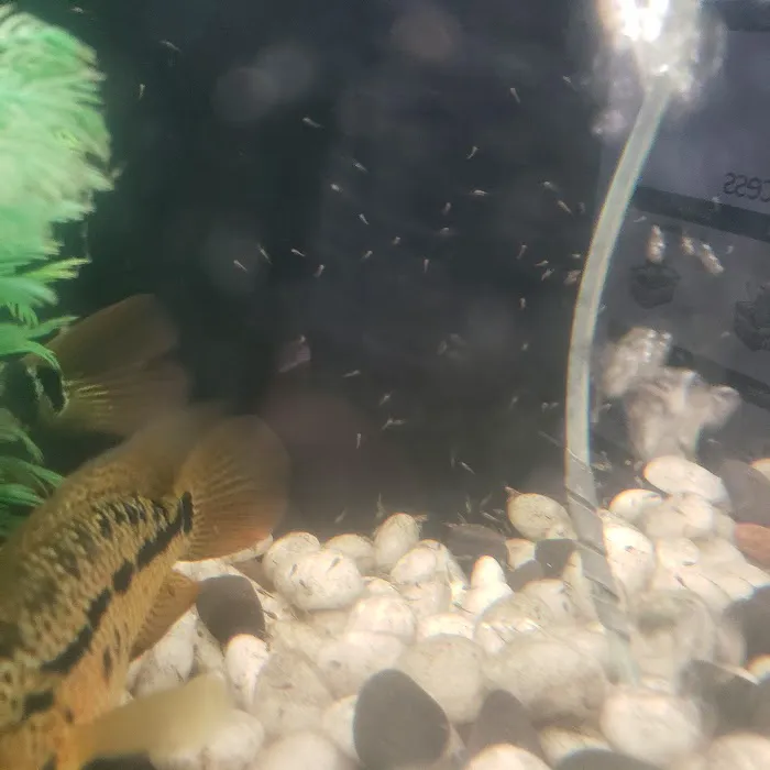 Tropical Fish World Picture 10
