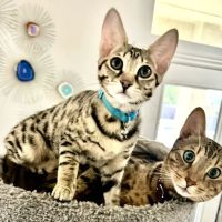 Lovet Pet Health Care - Happy Valley ico