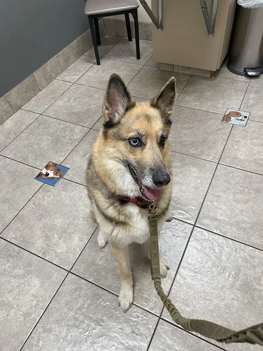 Lovet Pet Health Care - Happy Valley Picture 5