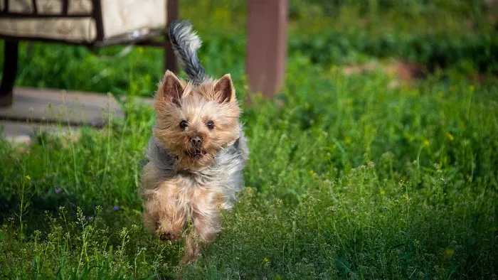 Lovet Pet Health Care - Happy Valley Picture 3
