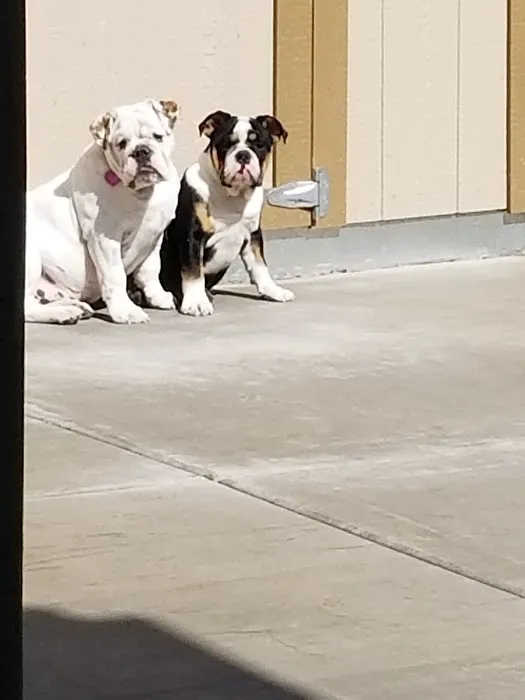 Lovet Pet Health Care - Happy Valley Picture 7