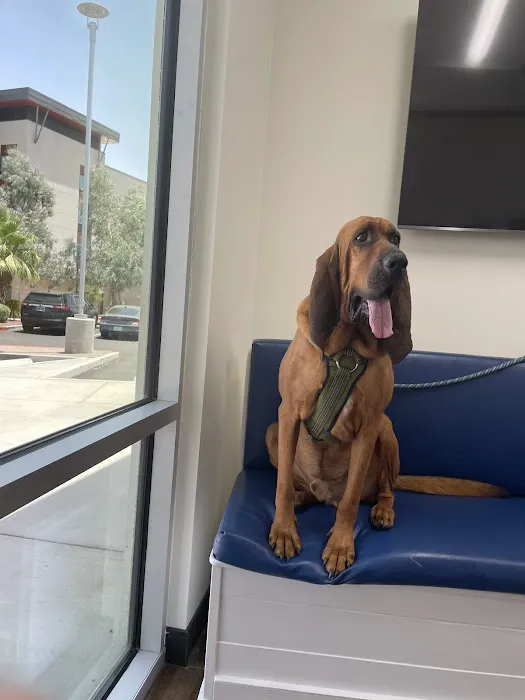 Marketside Animal Hospital at Verrado Picture 5