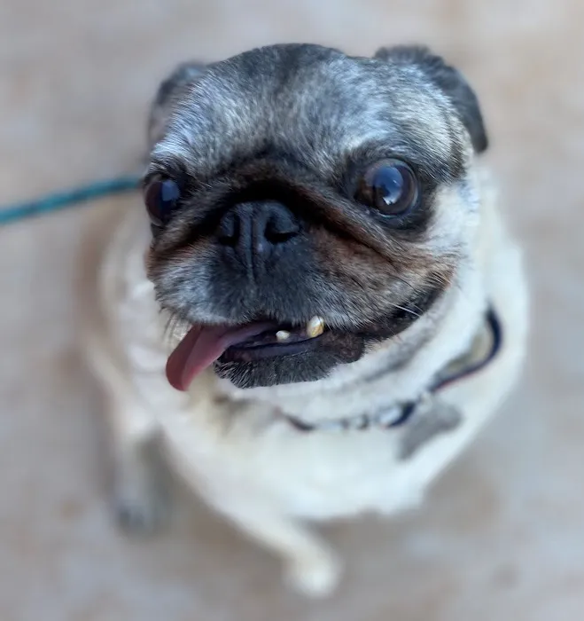 Marketside Animal Hospital at Verrado Picture 10
