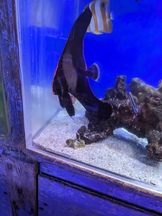 Tong's Tropical Fish & Pets Picture 6