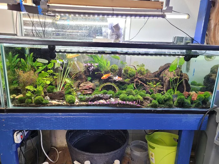 Tong's Tropical Fish & Pets Picture 7