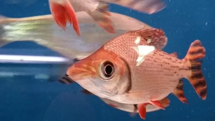 Tong's Tropical Fish & Pets Picture 10