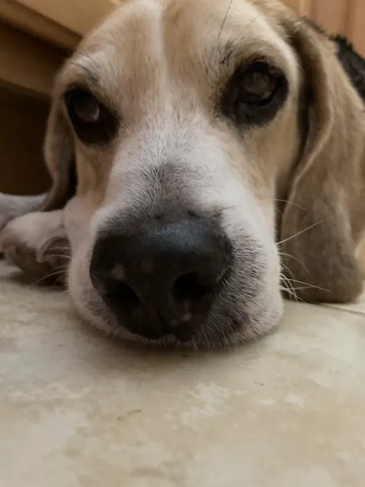 Lovet Pet Health Care - North Buckeye Picture 1