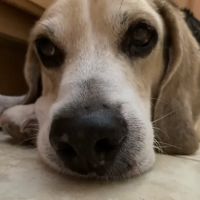 Lovet Pet Health Care - North Buckeye ico