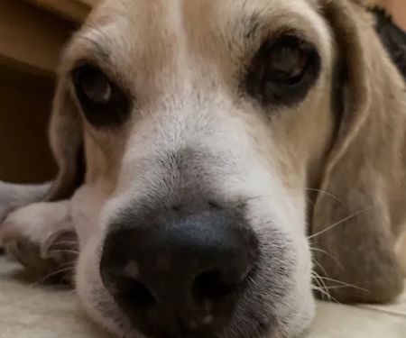 Lovet Pet Health Care - North Buckeye