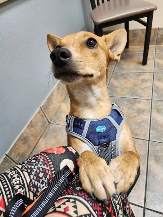 Lovet Pet Health Care - North Buckeye Picture 2