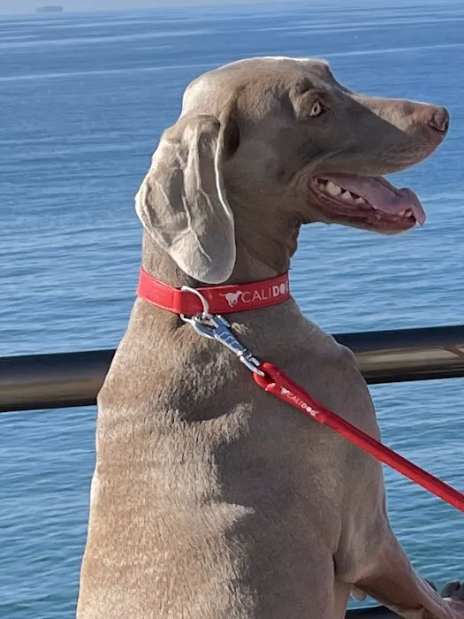 CALIDOG online-shop Picture 6