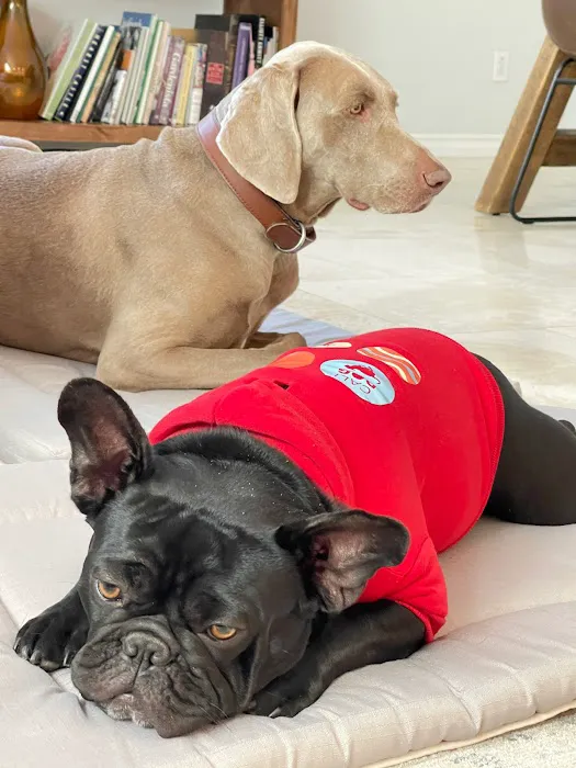 CALIDOG online-shop Picture 9