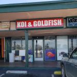 King Koi & Goldfish
