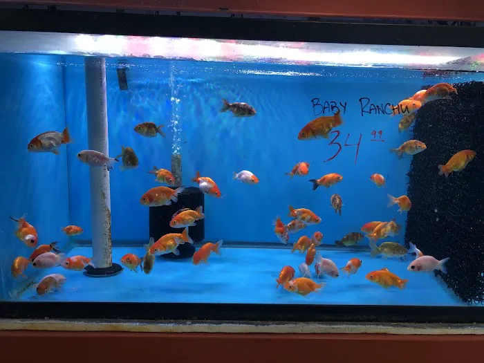 King Koi & Goldfish Picture 2