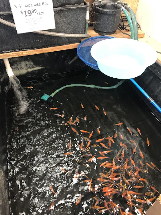 King Koi & Goldfish Picture 5