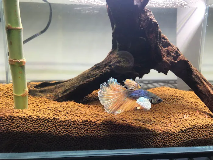 King Koi & Goldfish Picture 6
