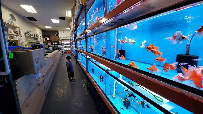 King Koi & Goldfish Picture 8