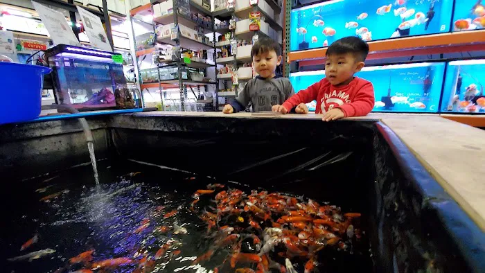 King Koi & Goldfish Picture 7