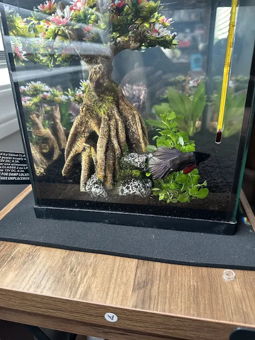 King Koi & Goldfish Picture 9