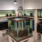 Nolan's Aquarium