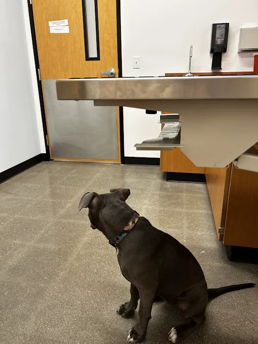 PetSmart Veterinary Services - Buckeye (Sundance) Picture 2