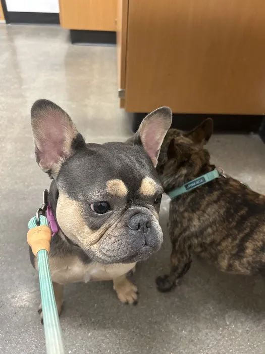 PetSmart Veterinary Services - Buckeye (Sundance) Picture 5