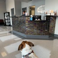 North Star Animal Hospital at Estrella, PLLC ico