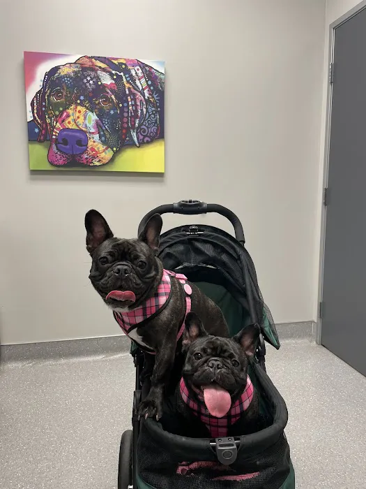 North Star Animal Hospital at Estrella, PLLC Picture 3