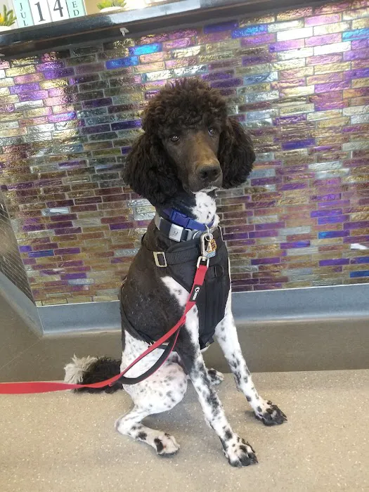 North Star Animal Hospital at Estrella, PLLC Picture 5
