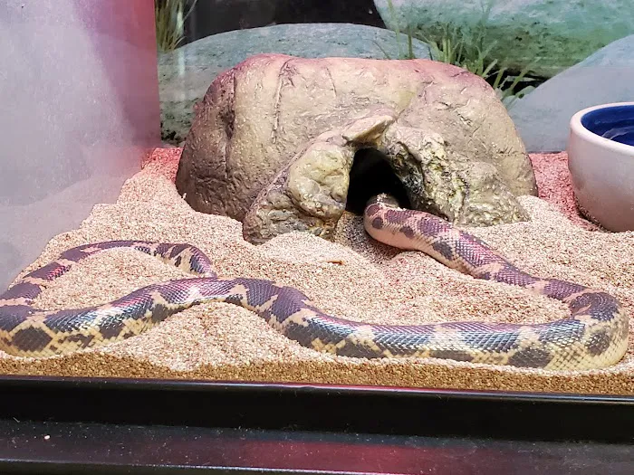 Super Pets Picture 5