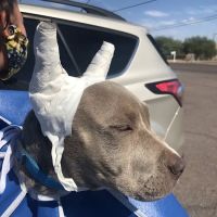 Buckeye Veterinary Services ico