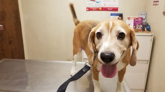 Buckeye Veterinary Services Picture 10
