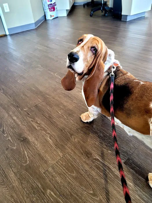 Copper Mountain Animal Hospital Picture 6