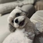 CityVet | Chandler Veterinary & Urgent Care