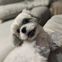 CityVet | Chandler Veterinary & Urgent Care ico