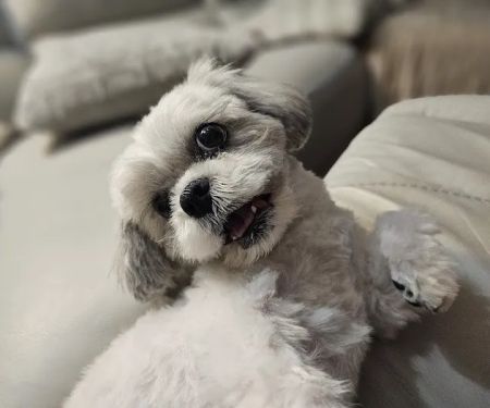 CityVet | Chandler Veterinary & Urgent Care
