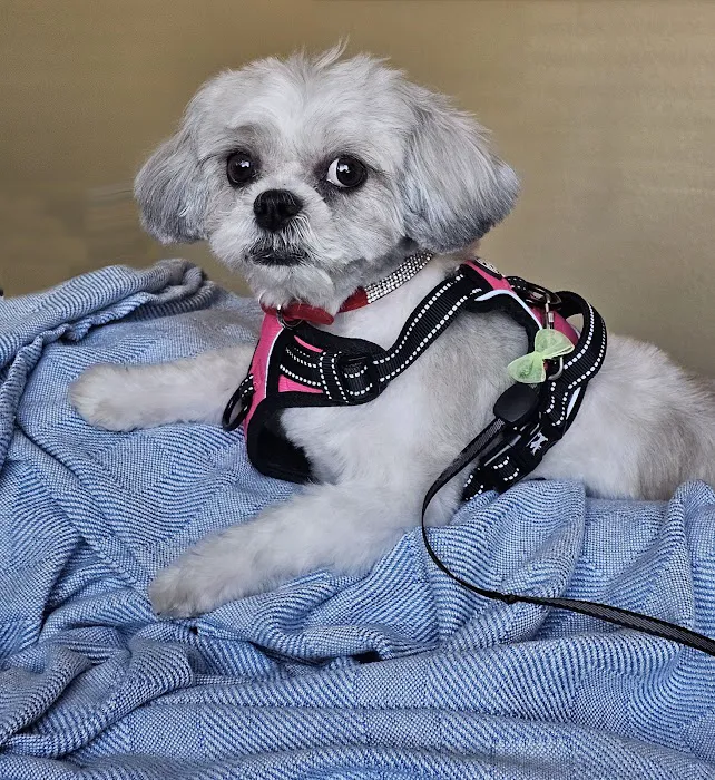 CityVet | Chandler Veterinary & Urgent Care Picture 3