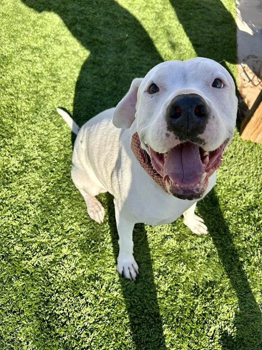 CityVet | Chandler Veterinary & Urgent Care Picture 5
