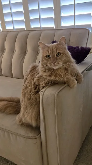 CityVet | Chandler Veterinary & Urgent Care Picture 4