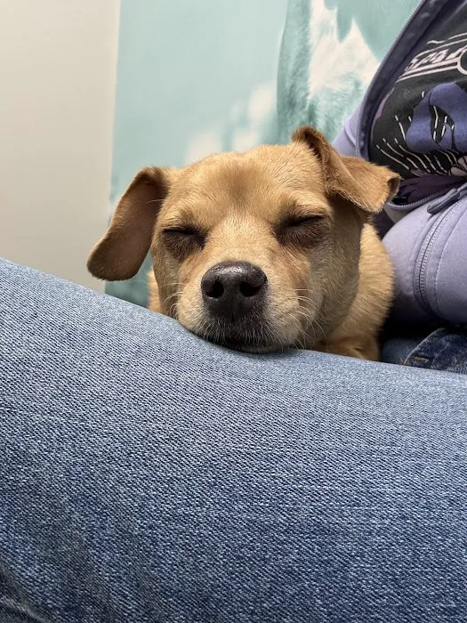 CityVet | Chandler Veterinary & Urgent Care Picture 2