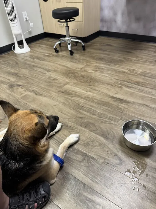 CityVet | Chandler Veterinary & Urgent Care Picture 7