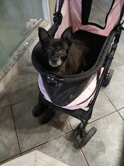 CityVet | Chandler Veterinary & Urgent Care Picture 10
